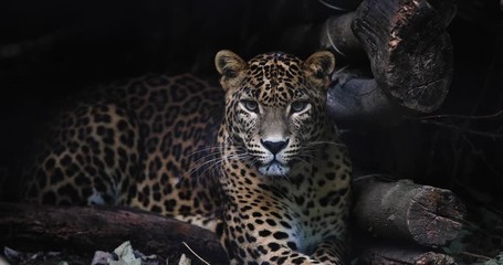 Wall Mural - portrait of a panther in the forest