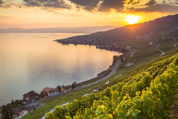 Wall Mural - Vineyards in Lavaux region, Switzerland