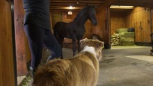 Farm Dog And Young Horse Have A Cautious Stare Down With One Another In Barn