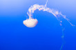 The jellyfish in aquarium