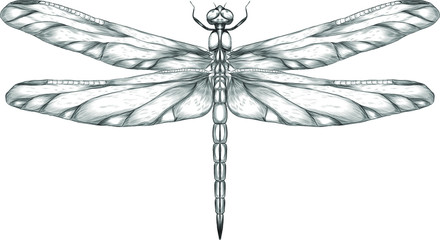 dragonfly black and white sketch with delicate wings vector illustration black and white sketch