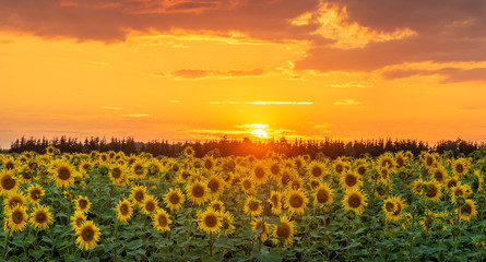 Wall Mural - sunset over a field of blooming sunflowers