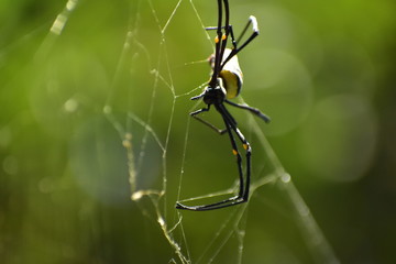 spider on a web