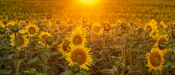 Wall Mural - blooming sunflowers in the beautiful light of the setting sun