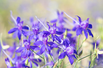 Field consolida is an annual herb, a weed of wheat or rye. Consolida close-up.