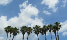 Palm Trees On Blue Sky Background
