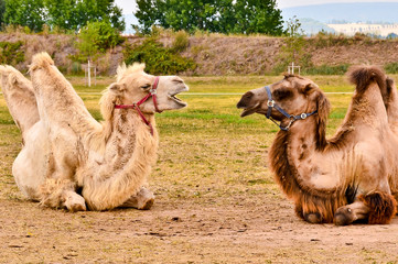 Two camels from a circus resting in a meadow in a city, during the break of their shows in cororna pandemic