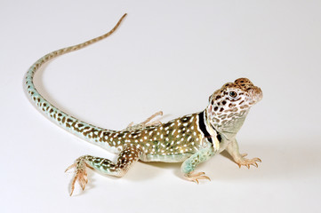 Canvas Print - Common collared lizard from Mexico / Halsbandleguan aus Mexico (Crotaphytus collaris) 