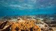 Seascape in shallow water of coral reef in Caribbean Sea / Curacao with fish, Elkhorn Coral and sponge