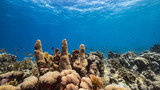 Fototapeta Do akwarium - Seascape in shallow water of coral reef in Caribbean Sea / Curacao with fish, Pillar Coral and sponge