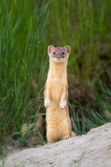 Wall Mural - Long tailed weasel