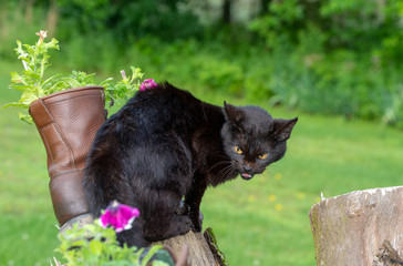 This photograph portrays the feelings of anger, dislike, fierceness and an element of mystery as to what has this black cat all kinds of upset at it sits on an outdoor flower display. Bokeh effect.