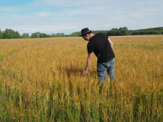 Wall Mural - a man in a hat walks through a field of barley. harvest. farm field.