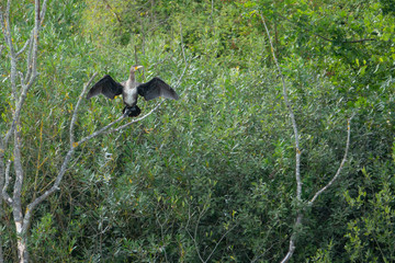 big Kormoran sits with spread out wina big cormorant sits with spread wings in a tree gs in a tree