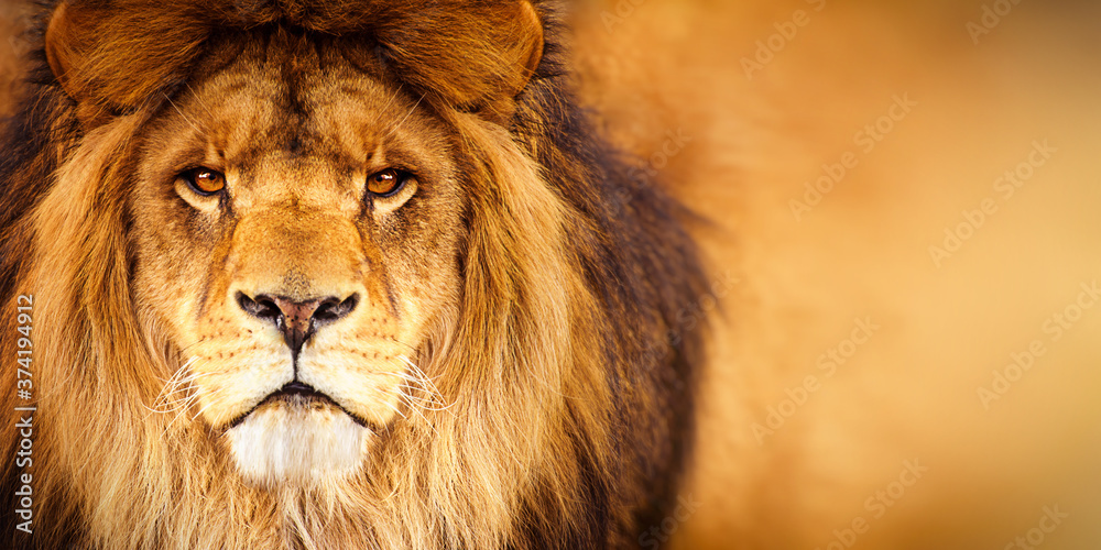 African male lion headshot looking into camera - obrazy, fototapety, plakaty 