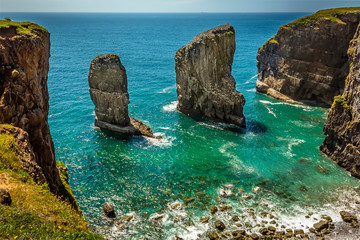 A view across an isolated cove with two rock stacks offshore populated by breeding Raverbill Gulls on the Pembrokeshire coast, Wales in summer