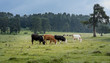cows on the field in spring