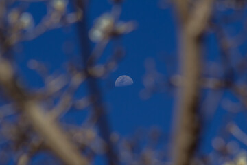 Lua no céu azul entre galhos de ipê branco desfocadas.