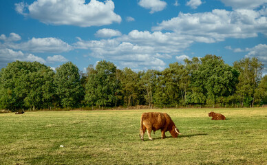 A cow grazing on a lush green field. High quality photo