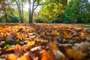 Wall Mural - Golden autumn fall October in famous Munich relax place - Englischer Garten. English garden with fallen leaves and golden sunlight. Munchen, Bavaria, Germany