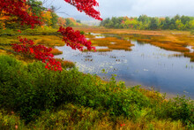 Autumn Along Duck Brook Road, Acadia National Park, Maine