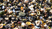 Shells As A Colorful Background In Atlantic Ocean