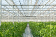 © Дэн Едрышов - large glass industrial greenhouse for growing tomatoes
