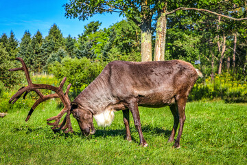 Poster - Shubenacadie Provincial Wildlife Park, Nova Scotia