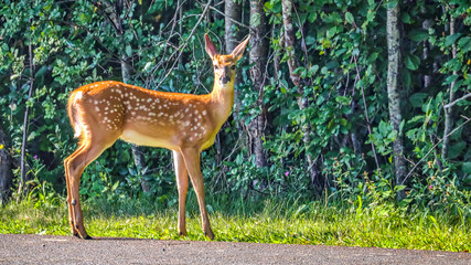 Canvas Print - Shubenacadie Provincial Wildlife Park, Nova Scotia