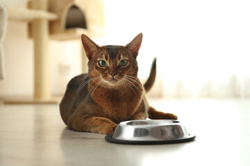 Wall Mural - Beautiful Abyssinian cat near feeding bowl at home. Lovely pet