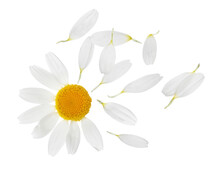 Chamomile Flower With Flying Petals On White Background