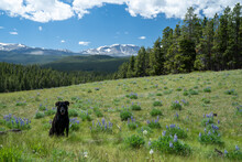 Black Labrador Retriever Dog Sits In A Field Of Purple Lupine Wildflowers, With Loaf Mountain In Background In Bighorn National Forest Wyoming
