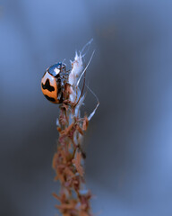 Wall Mural - Beautiful image of ladybug in close up