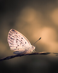 Wall Mural - Beautiful Macro moody art of little butterfly sitting and resting on twig plant