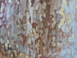 © Daniel - tree bark texture