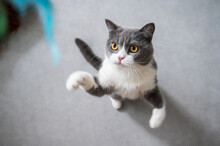 British Shorthair Cat Playing Indoors