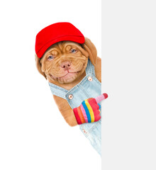 Poster - Smiling puppy wearing jeans overalls and red cap points on empty white banner. isolated on white background