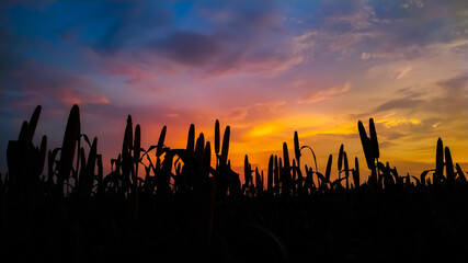 Wall Mural - sunset over the millet field