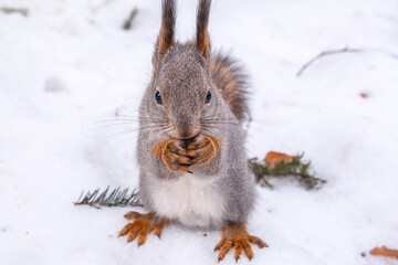 The squirrel sits on white snow with nut in winter.