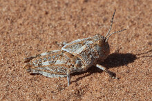 Mottled Sand Grasshopper Macro. Spharagemon Collare.