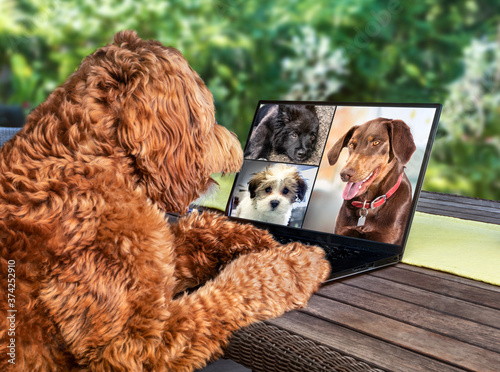 Back view of dog talking to dog friends in video conference. Group of dogs having an online meeting in video call using a laptop. A Labradoodle sitting on a patio table with soft nature background.