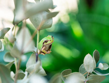 A Tree Frog On A Eucalyptus Leaf