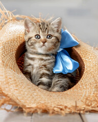 Wall Mural - Cute tabby kitten with bow in a straw hat