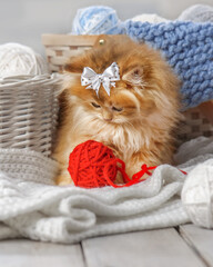 Wall Mural - Cute kitten with a bow in a basket with balls of yarn