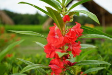 Red Balsam Flower Or Red Impatiens Balsamina Flower Green Leaves In The Garden