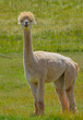 Llama's are from South America.  From the camel family and are very social animals with very soft wool. They are on a farm in Colorado.