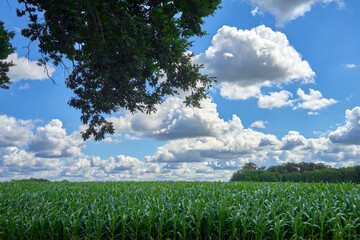 Monotonous green massfield under a blue and white cloudy sky with the leaves of an oak tree in the foreground.