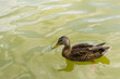 One common duck swimming on water - copy space