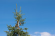 fir tree top with clear sky background - copy space
