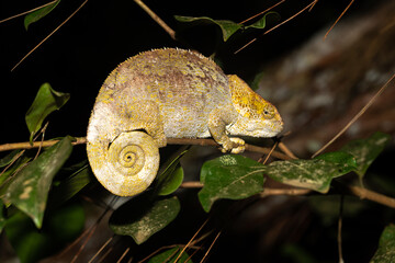 Wall Mural - A chameleon on a branch in the rainforest of Madagascar